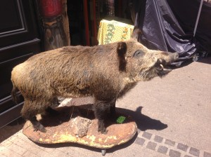I got pictures of the most important things, like this poor stuffed boar, who validated my nebulous terror of being attacked by one while hiking. 